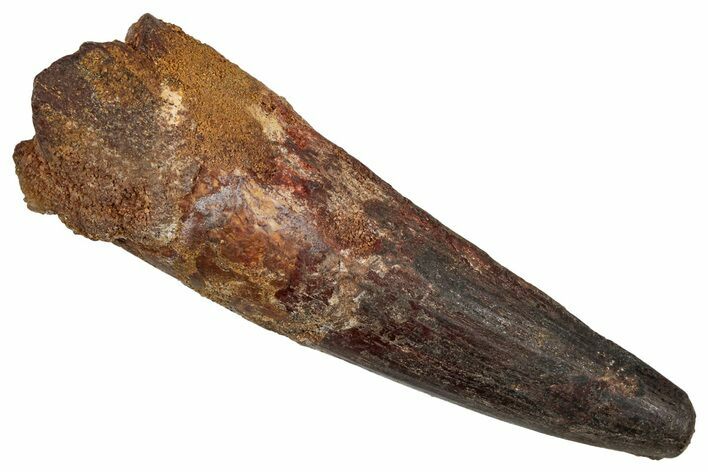 Fossil Spinosaurus Tooth - Real Dinosaur Tooth #344851